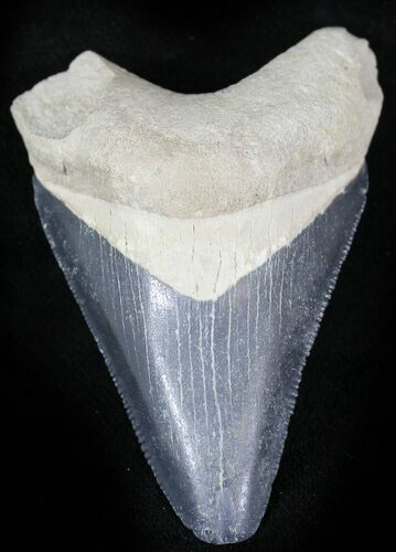 Bone Valley Megalodon Tooth #22906